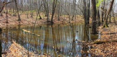 Sonbahar ormanındaki göle düşen yapraklar..
