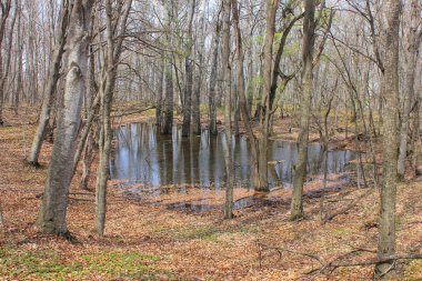 Sonbahar ormanındaki göle düşen yapraklar..