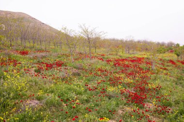 Baharda çok güzel haşhaş tarlası. Azerbaycan.