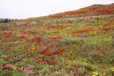 Baharda çok güzel haşhaş tarlası. Azerbaycan.