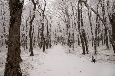 Ormandaki ağaçlar beyaz karla kaplı..