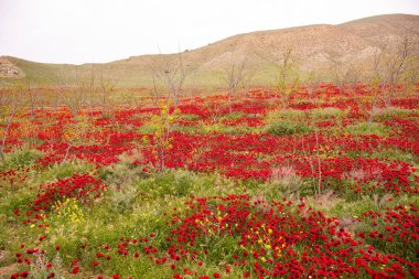 Baharda çok güzel haşhaş tarlası. Azerbaycan.