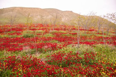 Baharda çok güzel haşhaş tarlası. Azerbaycan.