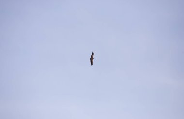 Kartal mavi gökyüzünde avlanır.