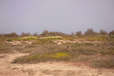 Güzel siyah benekli bir sülün çalıların arasında saklanıyor. Shirvan rezervi. Azerbaycan.