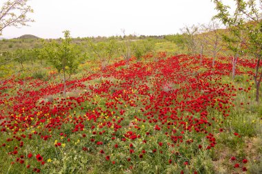 Baharda çok güzel haşhaş tarlası. Azerbaycan.