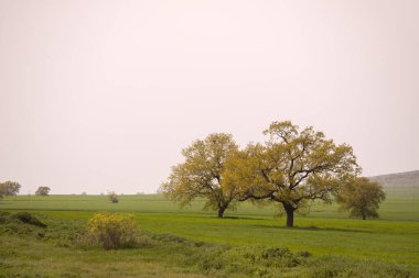 Ağaçlı yeşil alan. Ismayilli bölgesi. Azerbaycan.