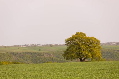 Ağaçlı yeşil alan. Ismayilli bölgesi. Azerbaycan.