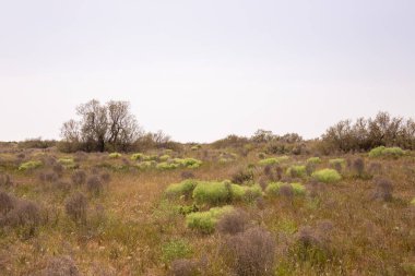 Bozkırdaki kuru ve yeşil dikenli çalılar. Shirvan rezervi. Azerbaycan.