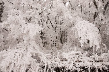 Ormandaki ağaçlar beyaz karla kaplı..