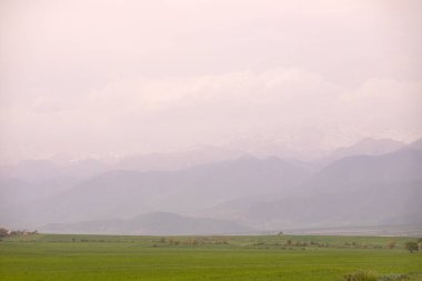 Temiz, düz, buğday yeşili tarla.