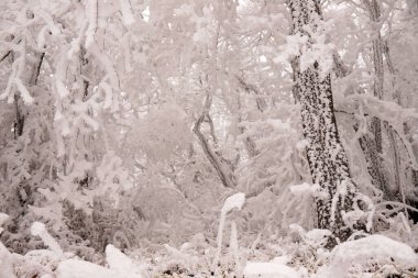Ormandaki ağaçlar beyaz karla kaplı..