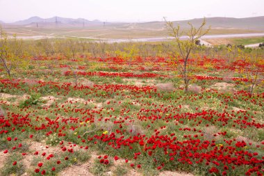 Baharda çok güzel haşhaş tarlası. Azerbaycan.