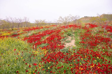 Baharda çok güzel haşhaş tarlası. Azerbaycan.