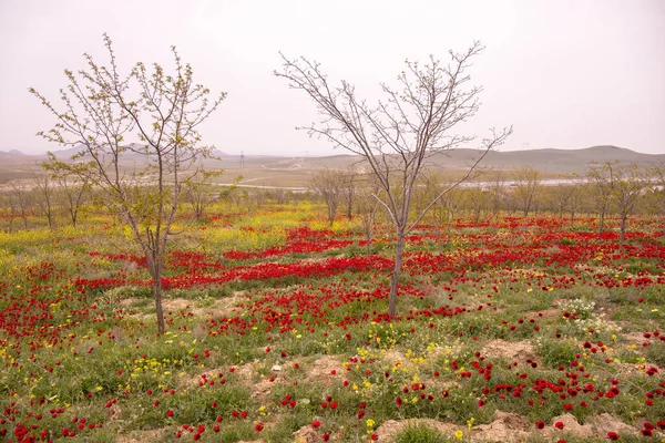 Baharda çok güzel haşhaş tarlası. Azerbaycan.