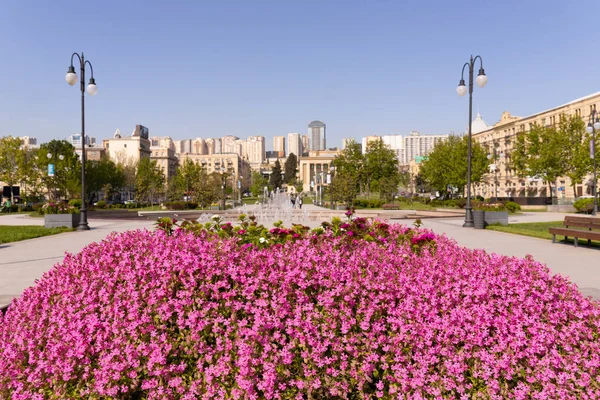 Bakü. Azerbaycan. 05.03.2021. Kış bulvarı çiçeklerle doludur..