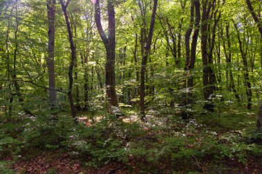 Güzel yeşil bahar ormanı. Khizi. Azerbaycan.
