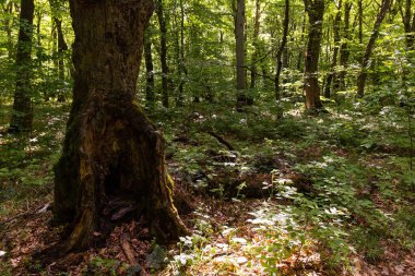 Güzel yeşil bahar ormanı. Khizi. Azerbaycan.