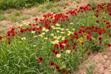 Baharda çok güzel haşhaş tarlası. Azerbaycan.
