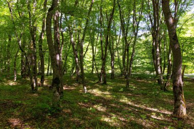Güzel yeşil bahar ormanı. Khizi. Azerbaycan.