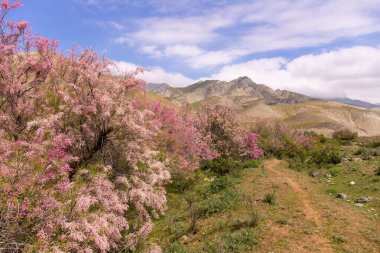 Dağlarda güzel çiçek açan leylak ağaçları. Khizi. Azerbaycan.