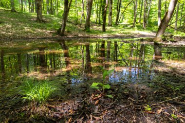 Ormandaki küçük göl. Khizi. Azerbaycan.