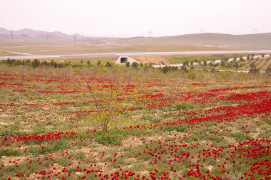 Baharda çok güzel haşhaş tarlası. Azerbaycan.