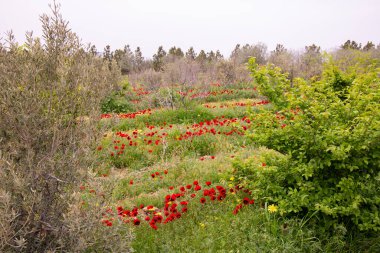 Ağaçların arasında sıra sıra gelincikler. Azerbaycan.