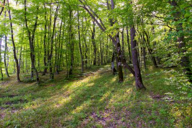 Güzel yeşil bahar ormanı. Khizi. Azerbaycan.