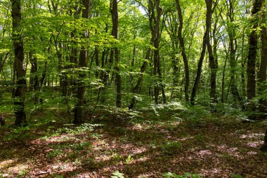 Güzel yeşil bahar ormanı. Khizi. Azerbaycan.