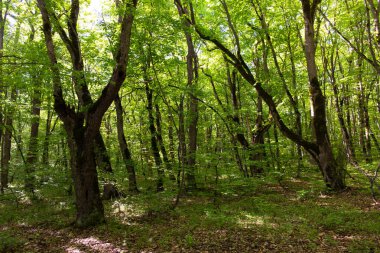 Güzel yeşil bahar ormanı. Khizi. Azerbaycan.
