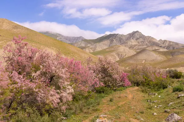 Dağlarda güzel çiçek açan leylak ağaçları. Khizi. Azerbaycan.