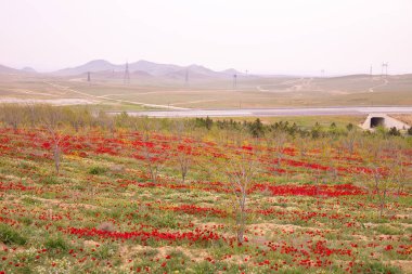 Baharda çok güzel haşhaş tarlası. Azerbaycan.