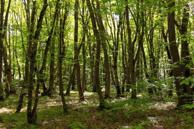 Güzel yeşil bahar ormanı. Khizi. Azerbaycan.