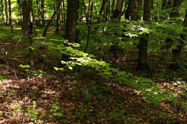Güzel yeşil bahar ormanı. Khizi. Azerbaycan.