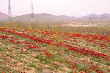 Baharda çok güzel haşhaş tarlası. Azerbaycan.