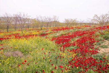 Baharda çok güzel haşhaş tarlası. Azerbaycan.
