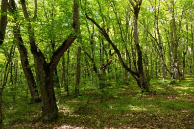 Güzel yeşil bahar ormanı. Khizi. Azerbaycan.