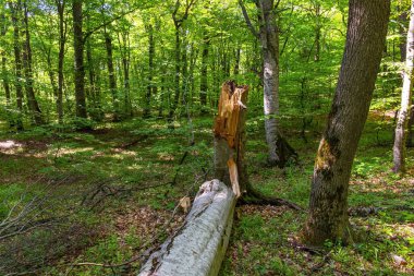 Ormandaki kırık ağaç. Khizi. Azerbaycan.