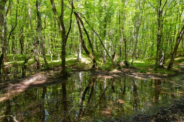 Ormandaki küçük göl. Khizi. Azerbaycan.