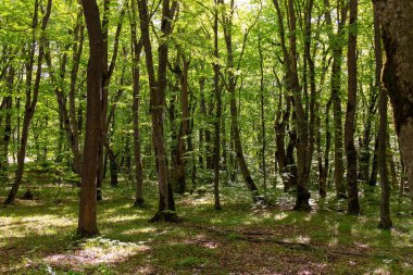 Güzel yeşil bahar ormanı. Khizi. Azerbaycan.