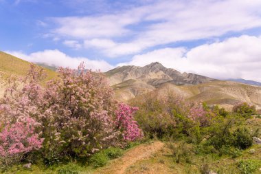 Dağlarda güzel çiçek açan leylak ağaçları. Khizi. Azerbaycan.
