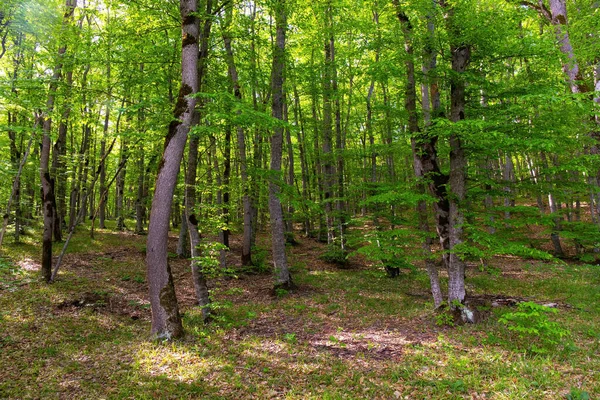 美丽的绿色春天森林 姬子阿塞拜疆 — 图库照片