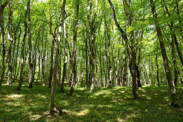Güzel yeşil bahar ormanı. Khizi. Azerbaycan.