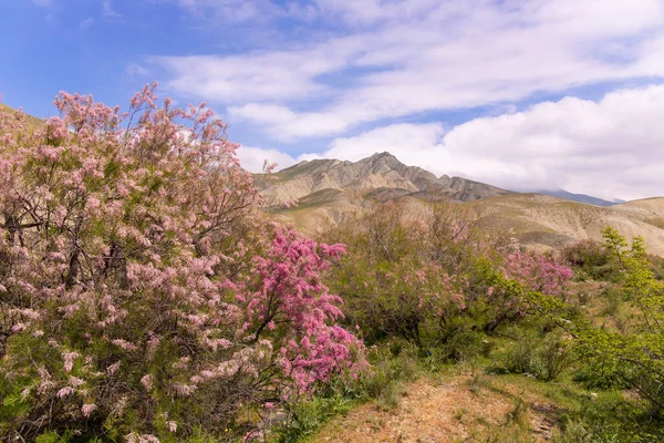 Dağlarda güzel çiçek açan leylak ağaçları. Khizi. Azerbaycan.