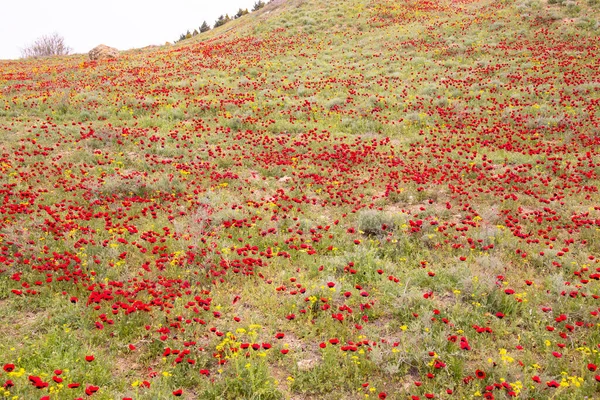 Прекрасное Маковое Поле Весной Азербайджан — стоковое фото