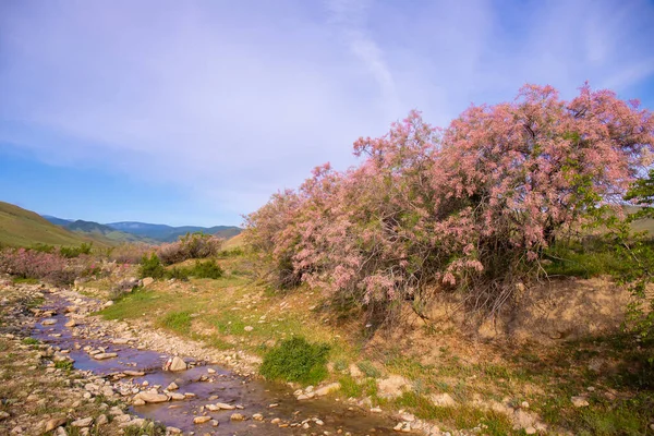 Beautifully Blooming Flowers Trees River Khizi Azerbaijan — Fotografia de Stock
