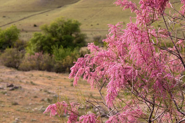 stock image Beautifully blooming lilac flowers trees in the mountains. Khizi. Azerbaijan.