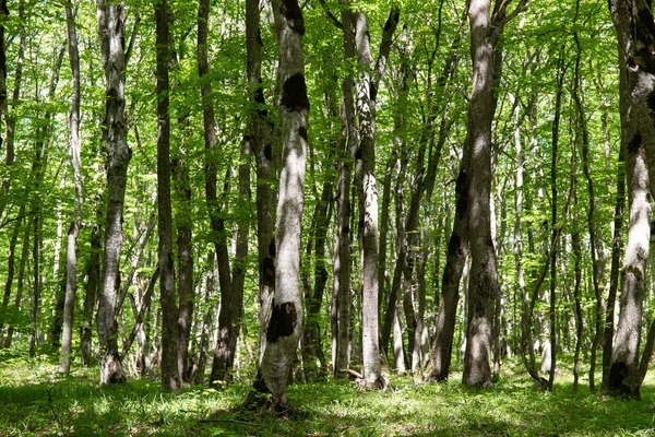 Beautiful Green Spring Forest Khizi Azerbaijan ロイヤリティフリーのストック画像