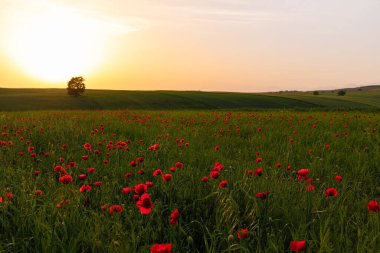 Gün batımında haşhaş tarlası. İvanovka. Azerbaycan.